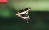 GiantSwallowtail-1a.jpg