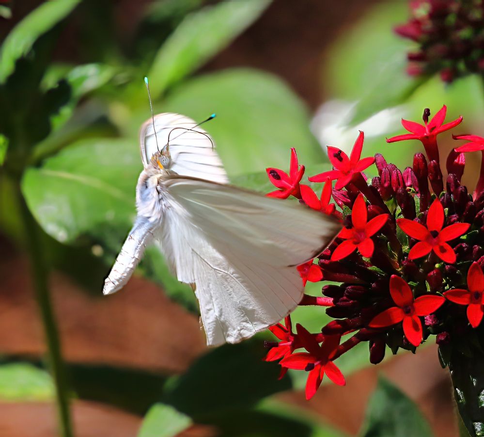 Great Southern White-Fa.jpg