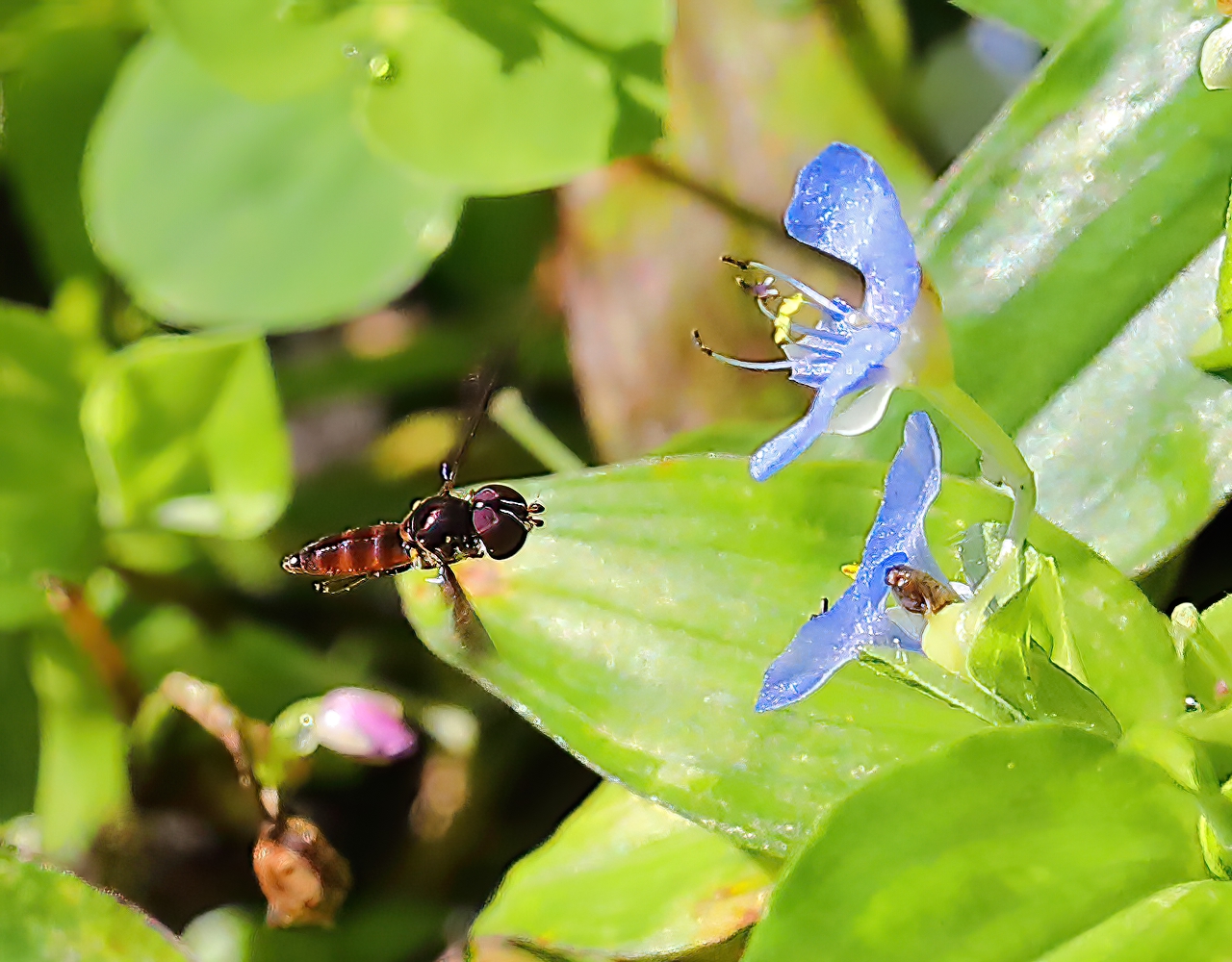 Hoverfly-1a-SharpenAI.jpg