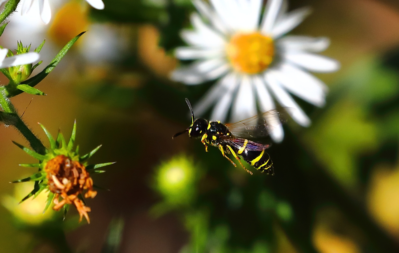 Potter Wasp - Ancistrocerus adiabatus-1a.jpg