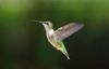 Ruby-throated Hummingbird FEM-1a.jpg