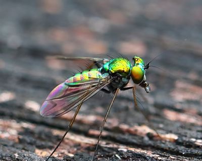 Long Legged Fly FEM-1a.jpg