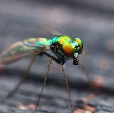 Long Legged Fly FEM-2a.jpg