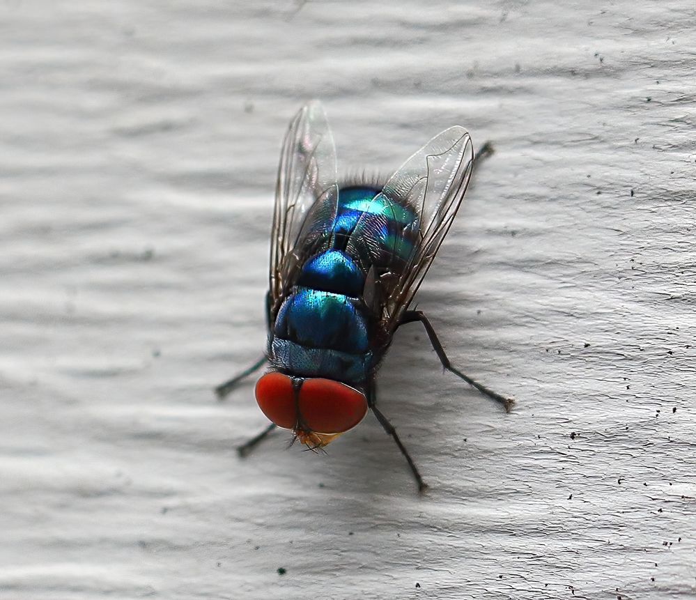 Blue Fly-1a.jpg