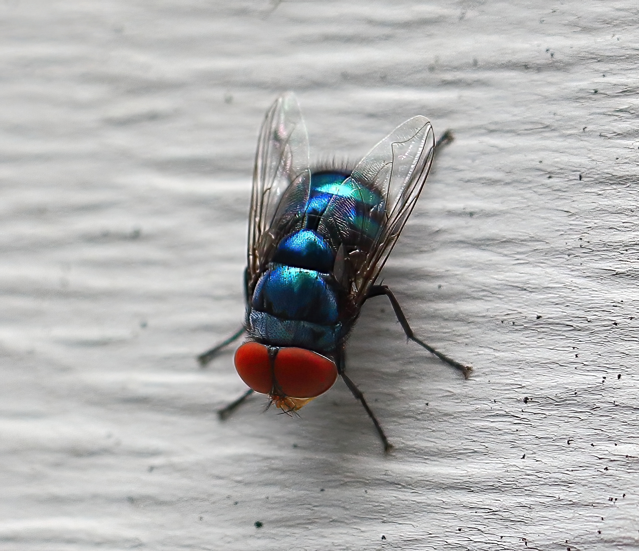 Blue Fly-1a.jpg