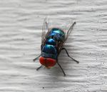 Blue Fly-1a.jpg