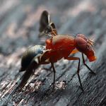 Fruit Fly-1a.jpg