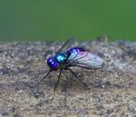 Blue Long Legged Fly MAL-1a.jpg