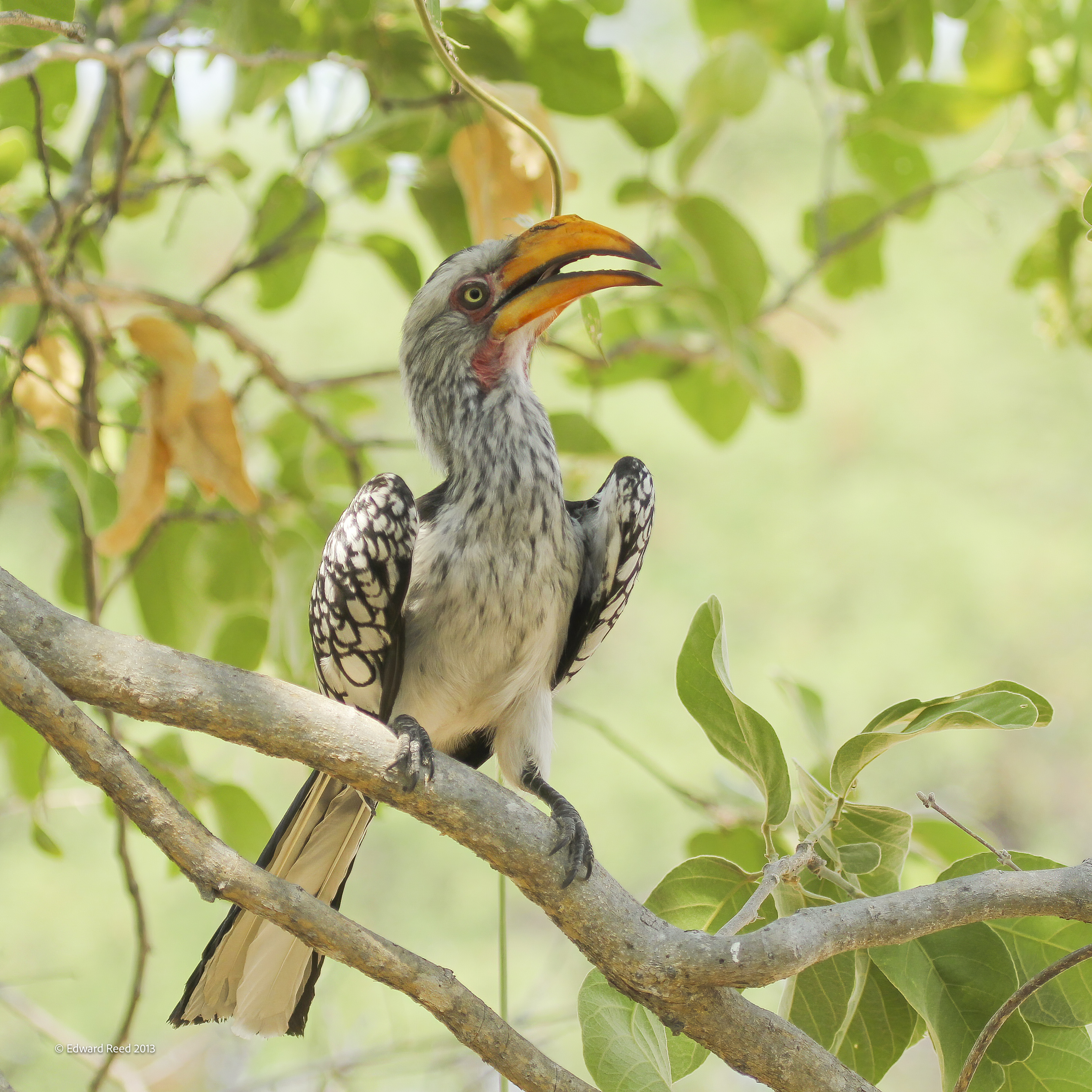 Hornbill