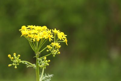 goldenrod.jpg