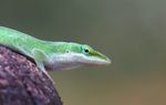 GreenAnole-00003a.JPG