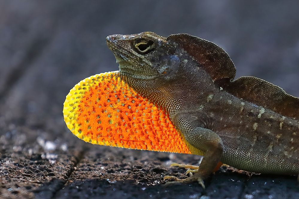 Brown Anole MAL-001aa.jpg