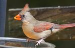 Northern Cardinal FEM-JUV-XSi-1a.JPG