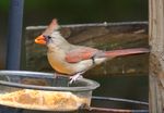 Northern Cardinal FEM-JUV-XSi-1a.JPG