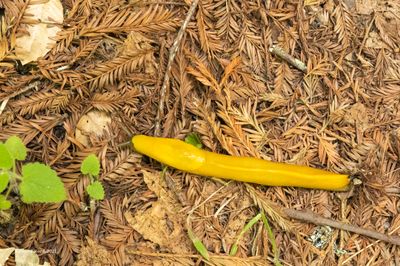 ED7D4835 Banana Slug.jpg