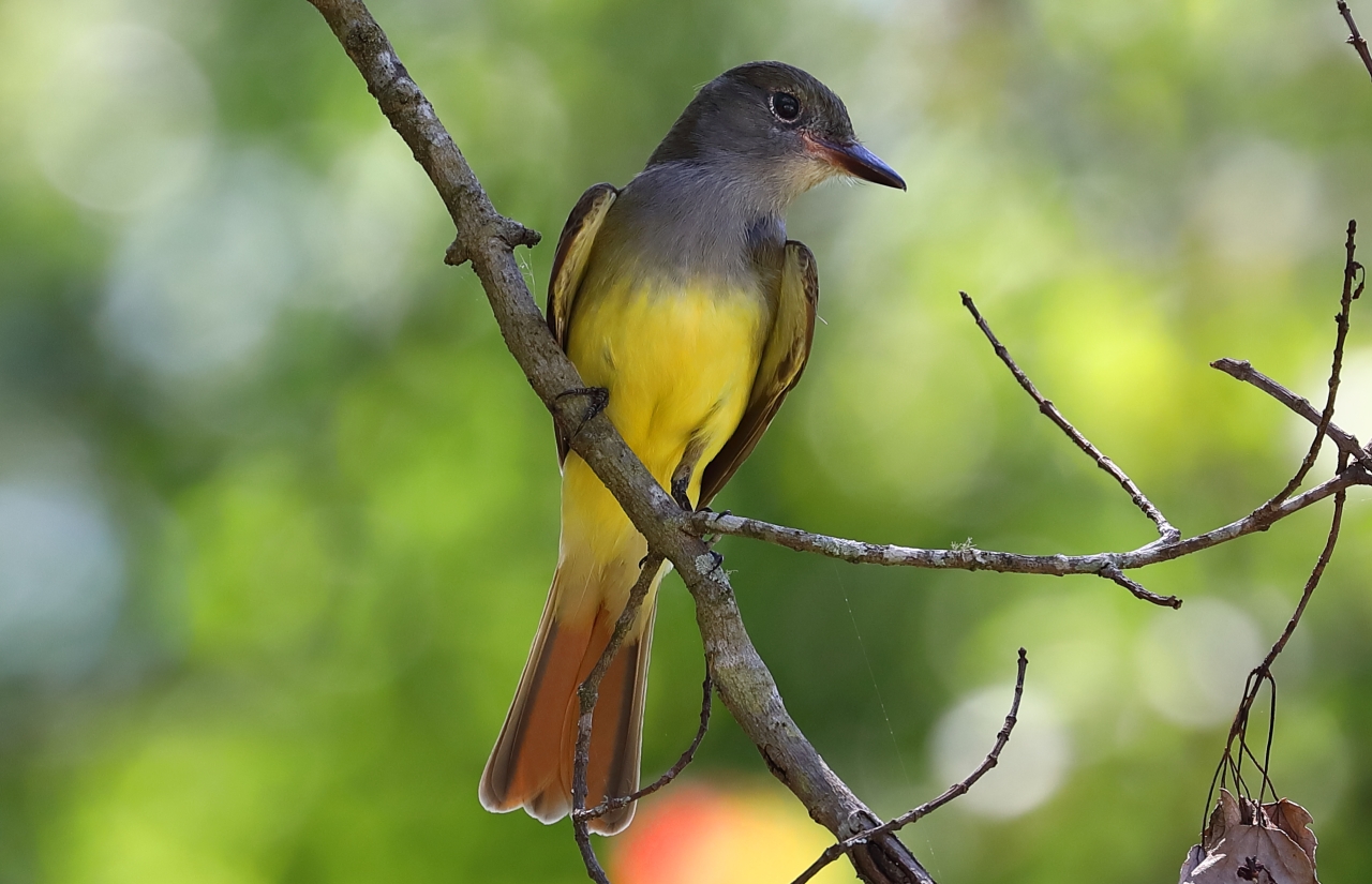 Great Crested Flycatcher-000001a.JPG