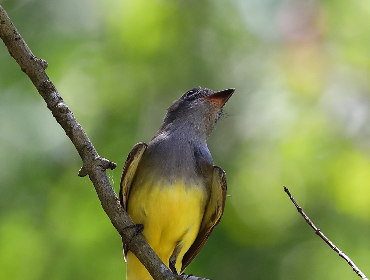 Great Crested Flycatcher HEAD-1a.JPG