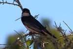 EasternKingbird-2b.jpg