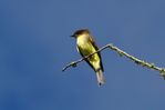 Eastern Phoebe-002a.JPG