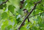 Eastern Phoebe WV-1b.JPG