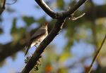 Eastern Wood Pewee-1a.JPG