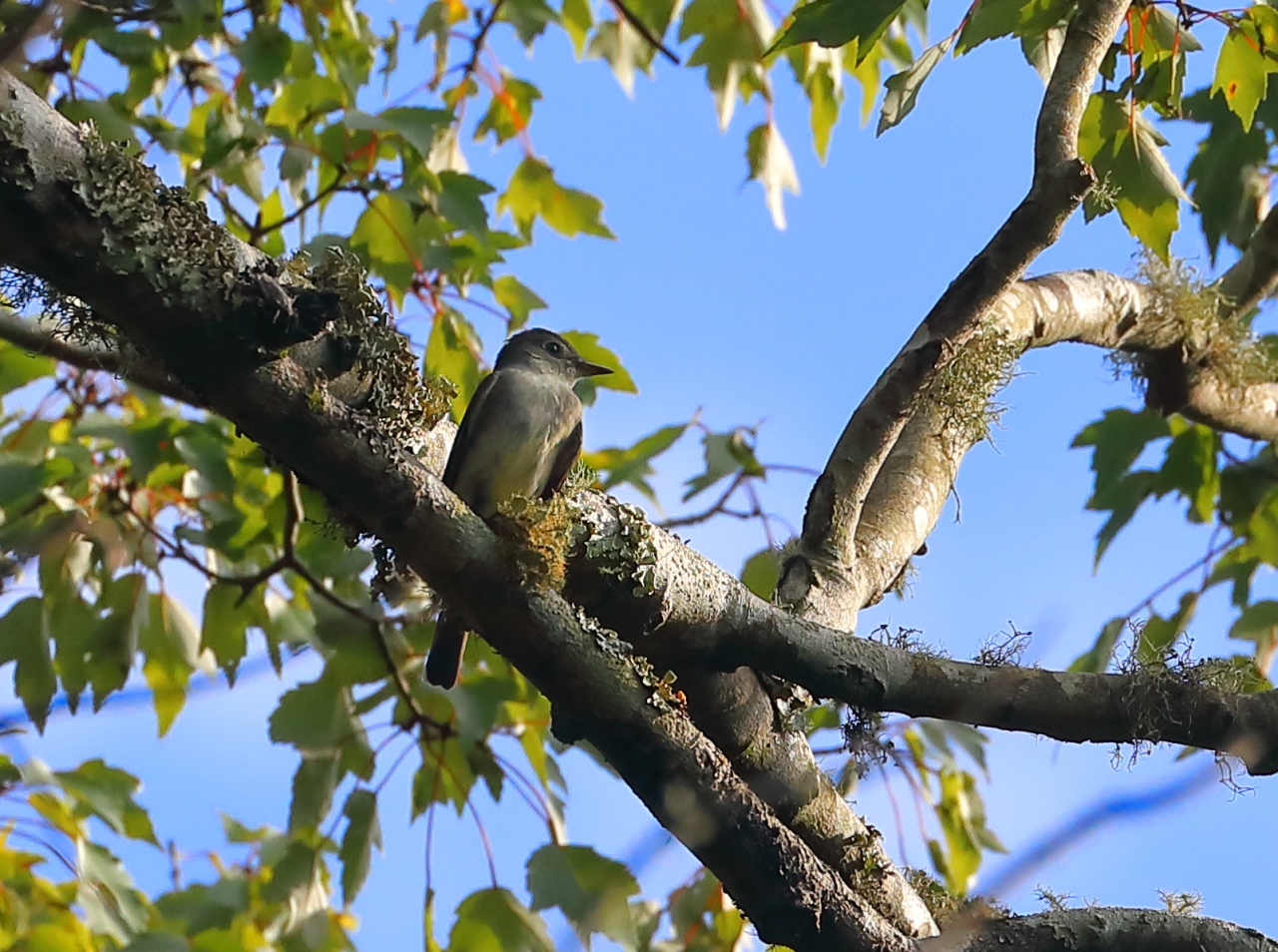 Eastern Wood Pewee-2a.JPG