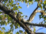 Eastern Wood Pewee-2a.JPG