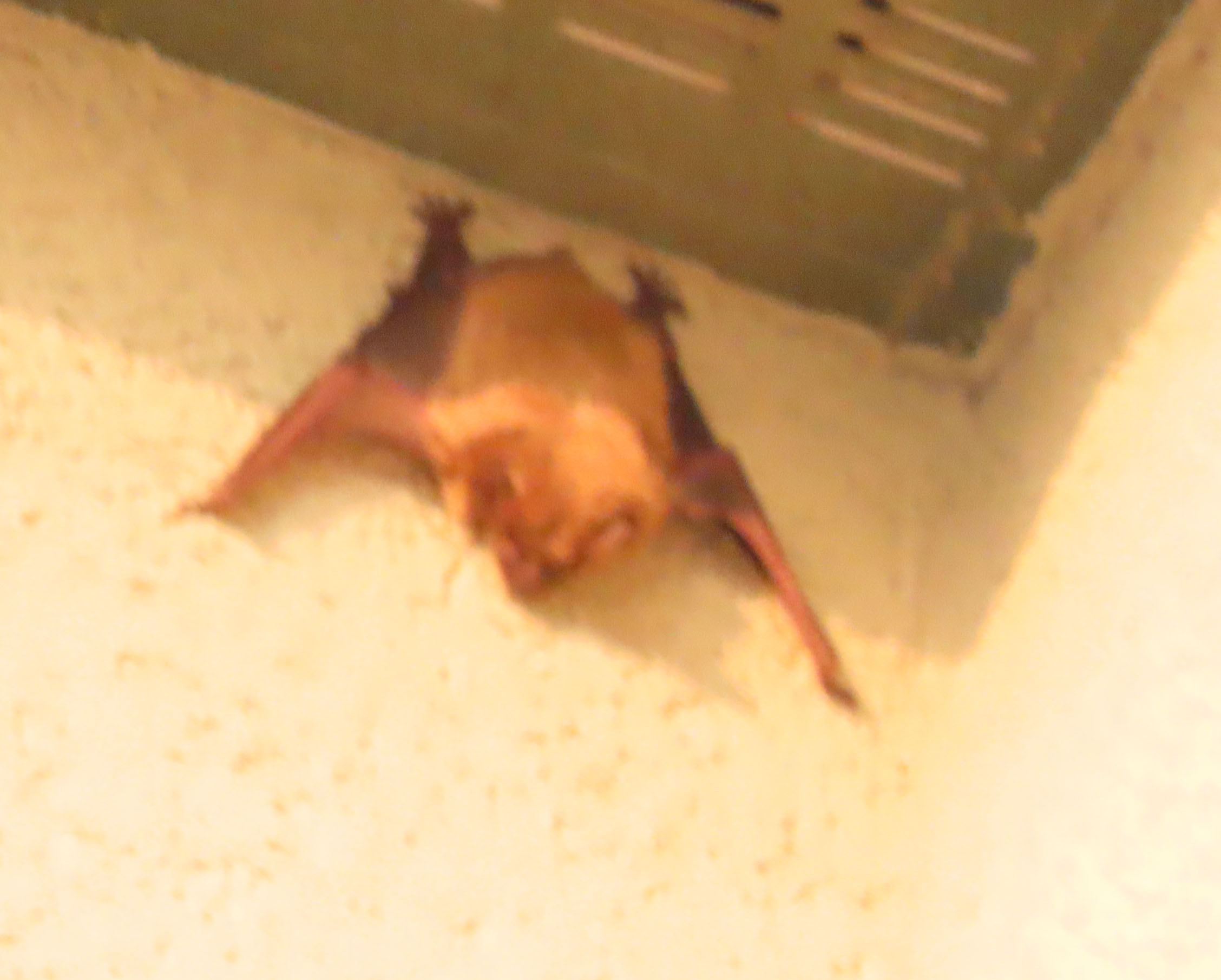 07202021Bat.jpg