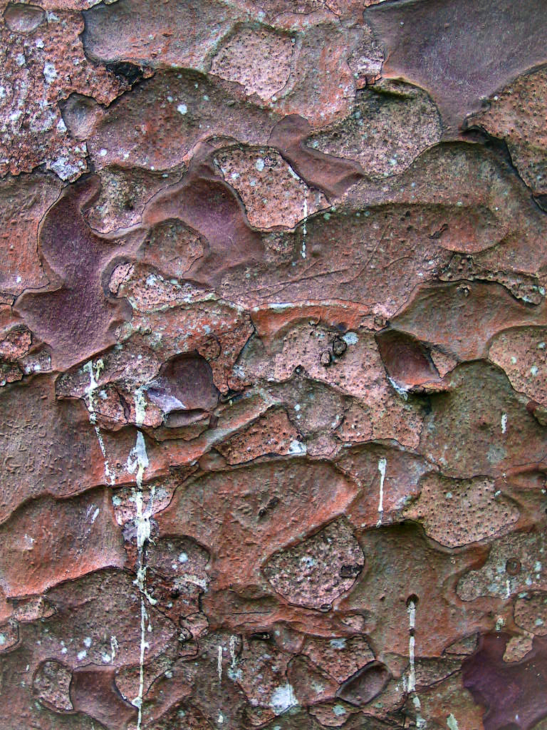 NZ Auckland Waitakeres Kauri 03 a.jpg