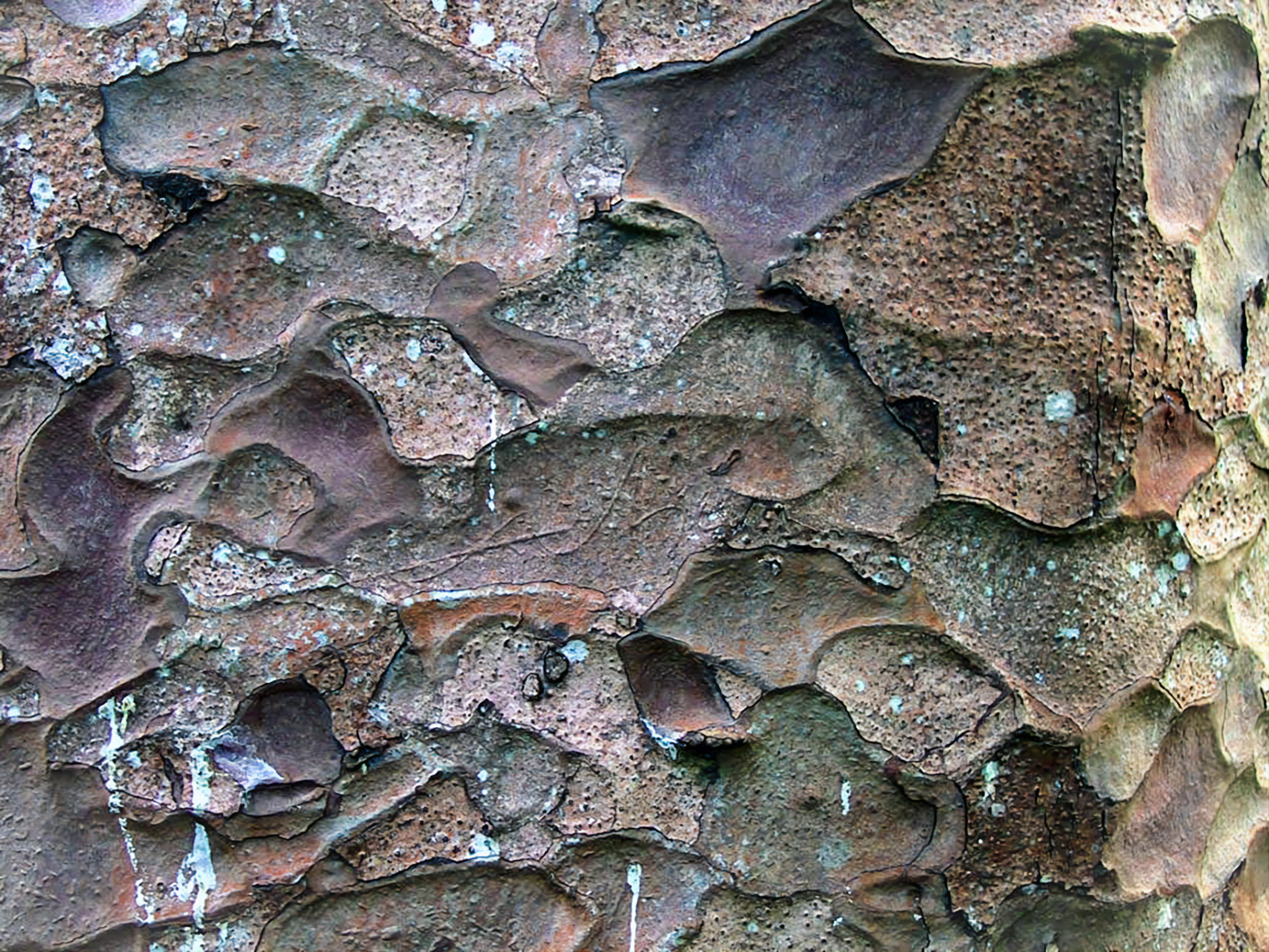 NZ Auckland Waitakeres Kauri 04 A.jpg