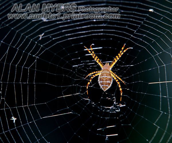 black and yellow garden spider