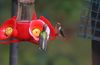 Ruby-throated Hummingbirds 2FEMS-1a.jpg