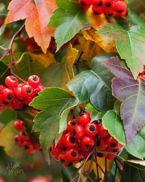 Fall harvest