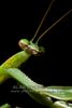 Praying mantis