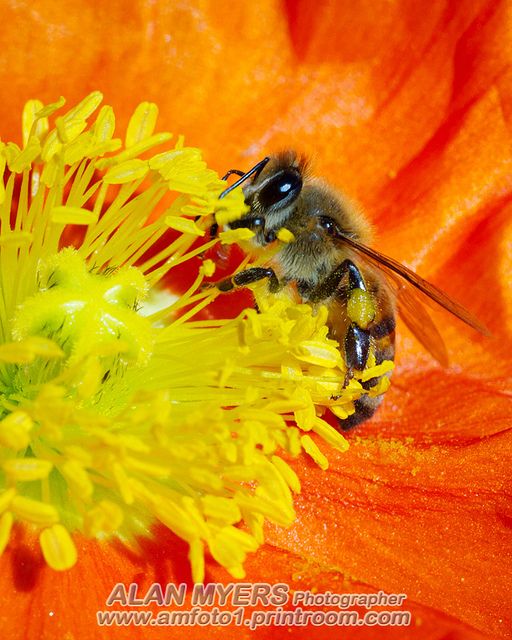 Bee on orange poppy