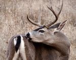 Pacific blacktail buck