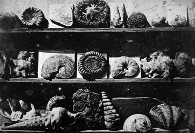 Louis-Jacques-Mande-Daguerre-Shells-and-fossils-1839-image-in-the-public-domain.ppm.png