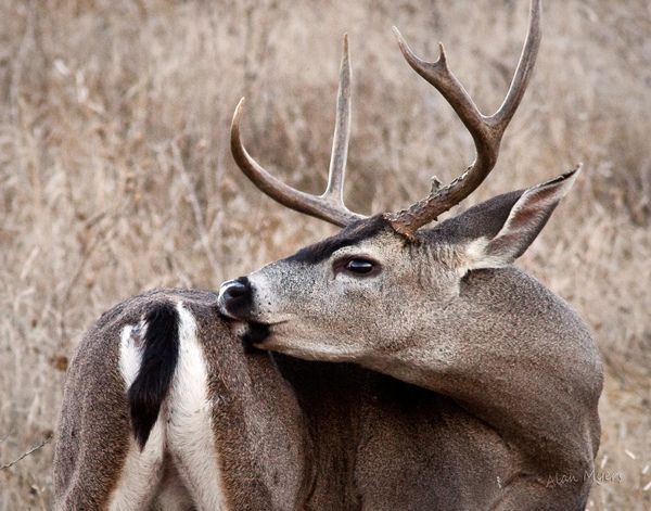 Blacktail buck with an itch