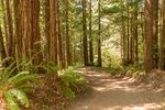 Coast Redwoods.jpg