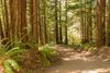 Coast Redwoods.jpg