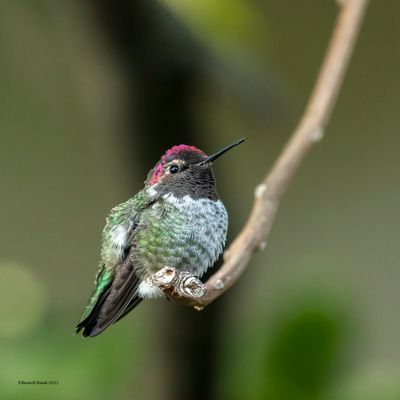 Anna's Hummingbird.jpg