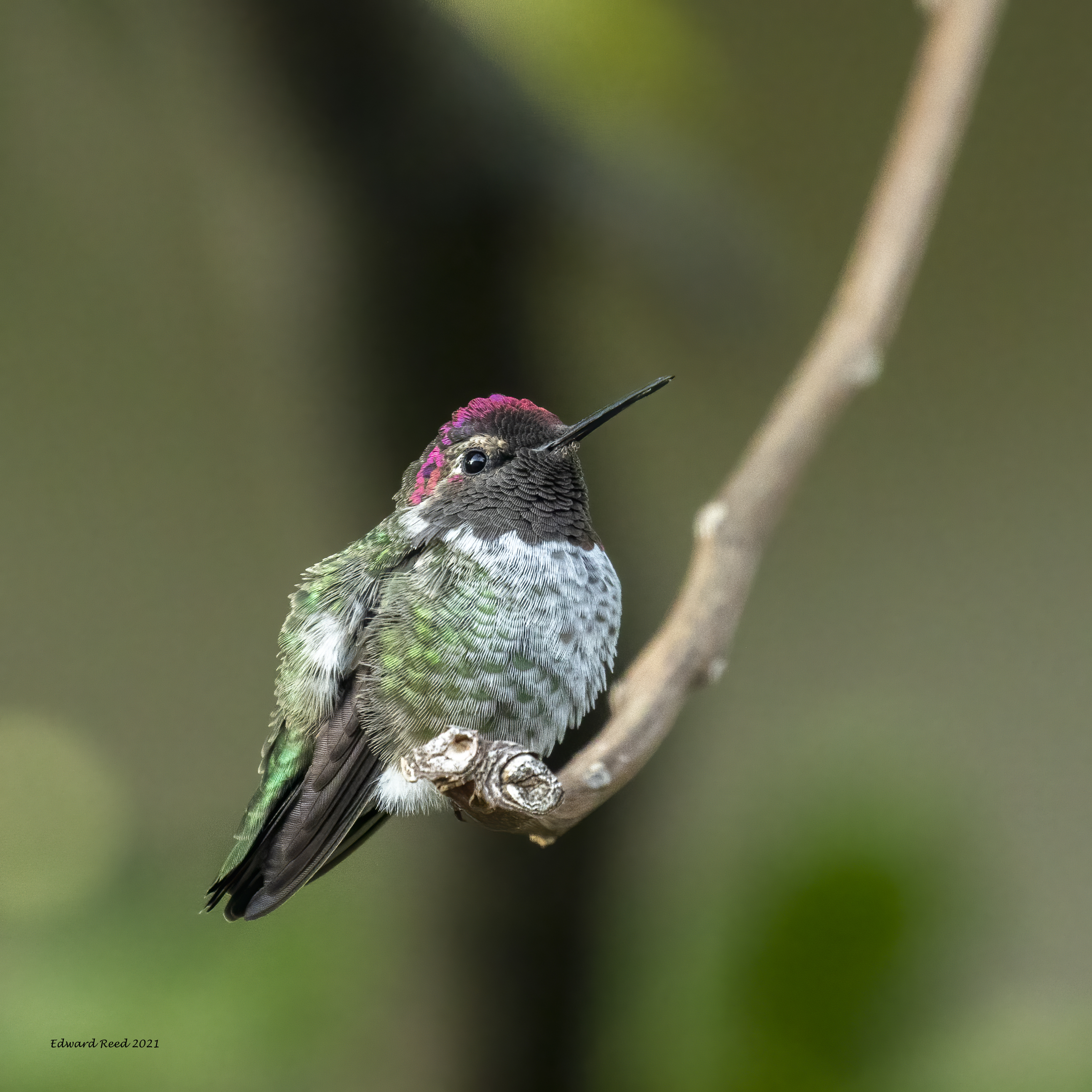 Anna's Hummingbird.jpg