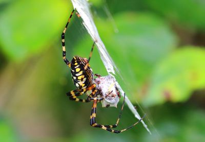 Black and Yellow Garden Spider-1a.jpg