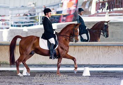 Dressage 1