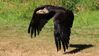 BC Vancouver Island Duncan Raptors Golden Eagle 30 L2.jpg