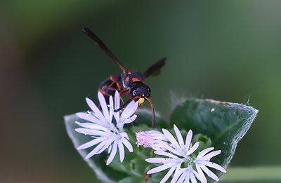 Black and Orange Mason Wasp SH-1a.jpg