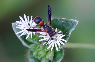 Black and Orange Mason Wasp SH-2a.jpg