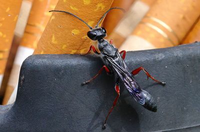 Spider Wasp SH-1a.jpg