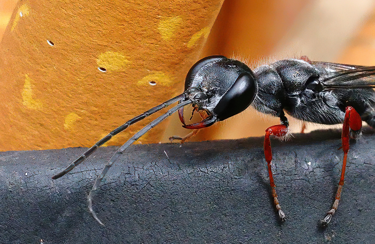 Spider Wasp SH-2a.jpg