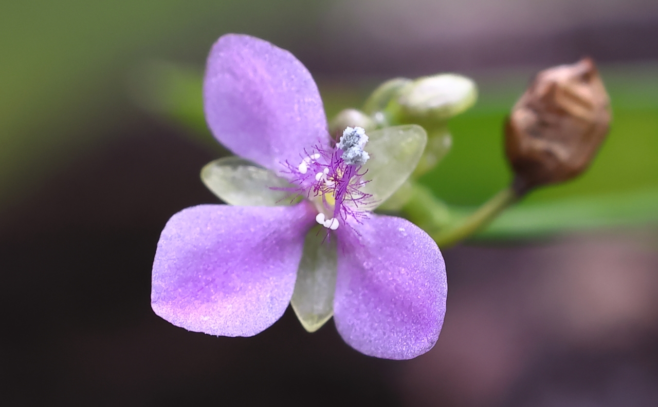 Murdannia nudiflorar-1a.JPG